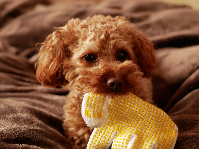 犬がゴミ箱をあさる理由って 対策方法もご紹介 Uchinoco Wonderful