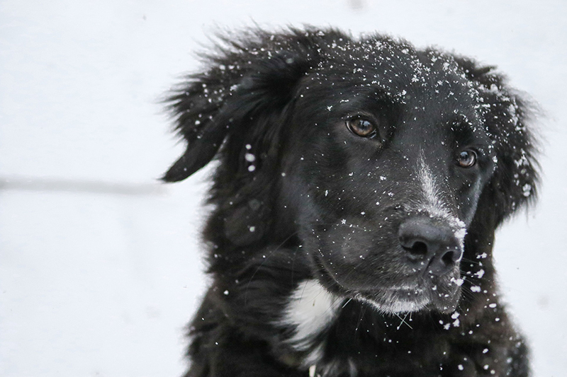 寒さに強い犬も寒さ対策は必須 服や暖房器具等を用意して冬に備えよう Uchinoco Wonderful